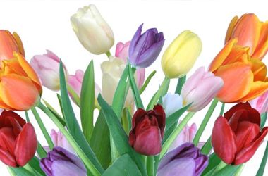 Flowers symbolising freshness and cleanliness after house cleaning.